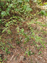 Hypericum hypericoides