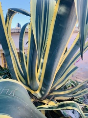 Agave americana