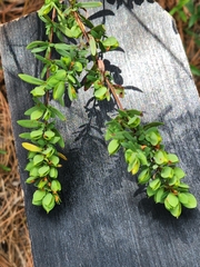 Hypericum hypericoides