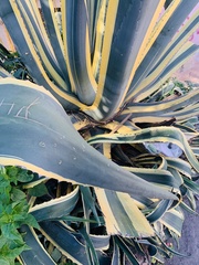 Agave americana