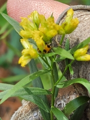 Euthamia leptocephala