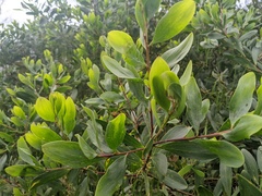 Acacia longifolia sophorae