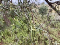 Geijera parviflora