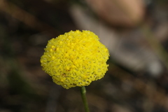 Craspedia variabilis