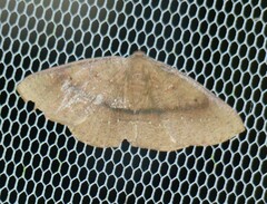 Eurychoria gerasphora