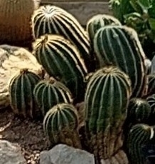 Parodia magnifica