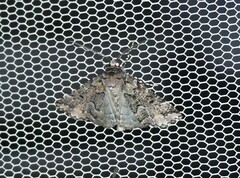 Lophosigna catasticta