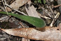 Craspedia variabilis