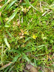 Ranunculus glabrifolius