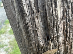 Latrodectus hasselti