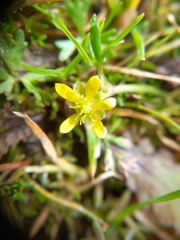 Ranunculus glabrifolius
