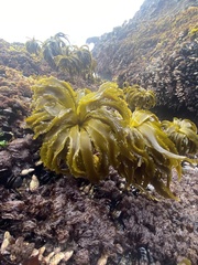 Postelsia