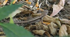 Stenocercus iridescens