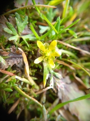 Ranunculus glabrifolius