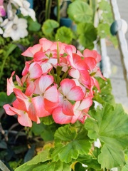 Pelargonium