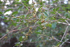 Ilex vomitoria