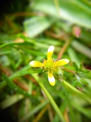 Ranunculus glabrifolius