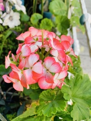 Pelargonium