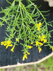 Euthamia leptocephala