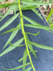Euthamia leptocephala