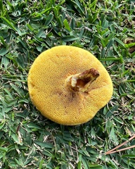 Suillus brevipes