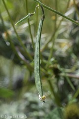 Phaseolus acutifolius