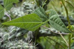 Phaseolus acutifolius