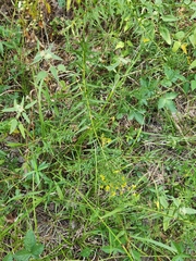 Euthamia leptocephala