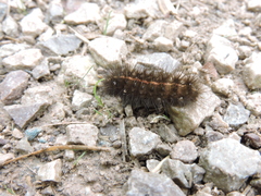 Spilosoma lubricipeda