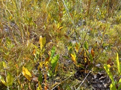 Geobalanus oblongifolius