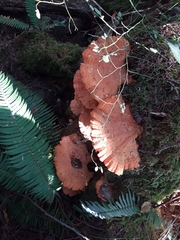 Laetiporus conifericola