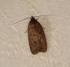 Hofmannophila pseudospretella