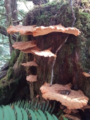 Laetiporus conifericola