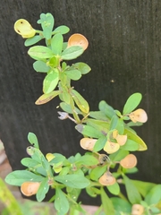 Scutellaria integrifolia