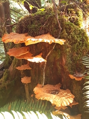 Laetiporus conifericola