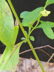Scutellaria integrifolia