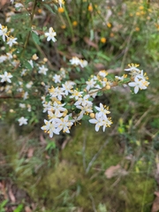 Asterolasia asteriscophora albiflora