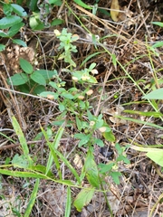 Scutellaria integrifolia