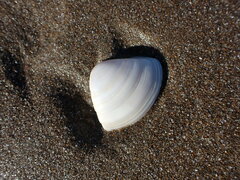 Crassula aequilatera