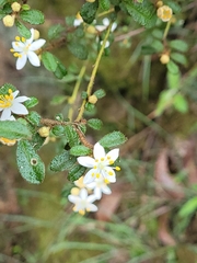 Asterolasia asteriscophora albiflora