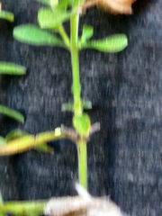 Scutellaria integrifolia