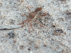 Burtinus notatipennis