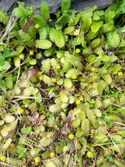Leptinella dioica