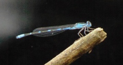 Enallagma carunculatum