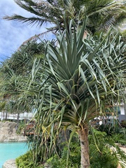 Pandanus tectorius