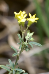 Medicago prostrata