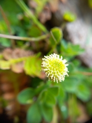 Leptinella dioica