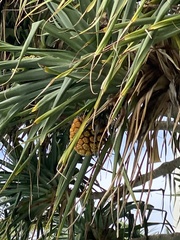 Pandanus tectorius