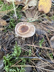 Coltricia cinnamomea