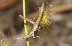 Vandiemenella viatica